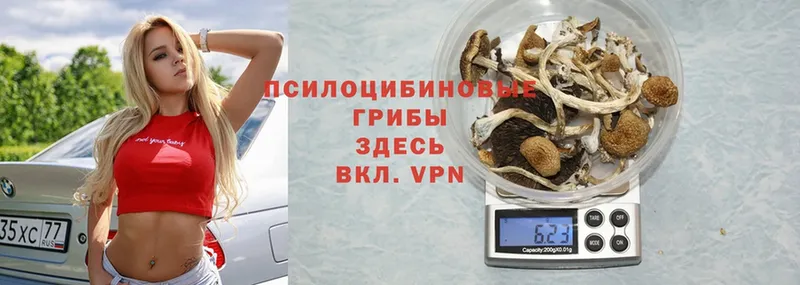 где можно купить   блэк спрут ссылки  Галлюциногенные грибы Psilocybe  Татарск 